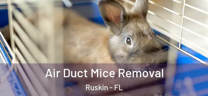 Air Duct Mice Removal Ruskin - FL